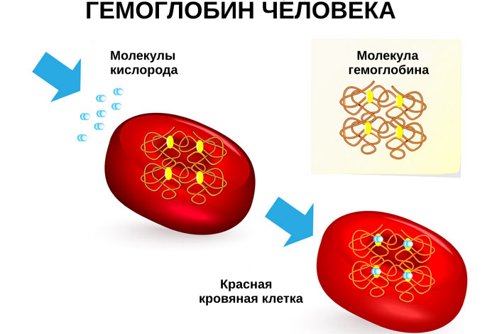 Какие продукты содержат железо для поднятия гемоглобина