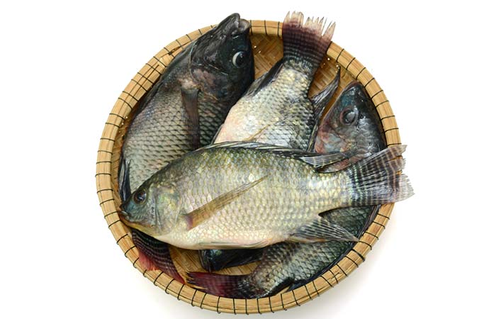 Что за рыба тилапия - ее польза и вред, где водится и рецепты как правильно готовить