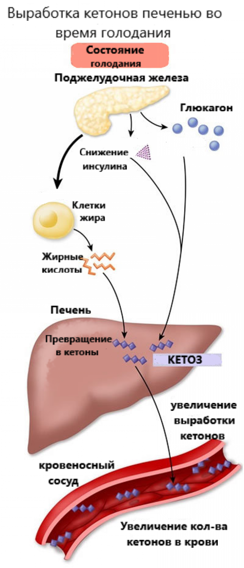 Патогенез кетоза. Образование кетоновых тел инсулин. Состояние кетоза. Кетоновые тела. Инсулин и кетоновые тела.