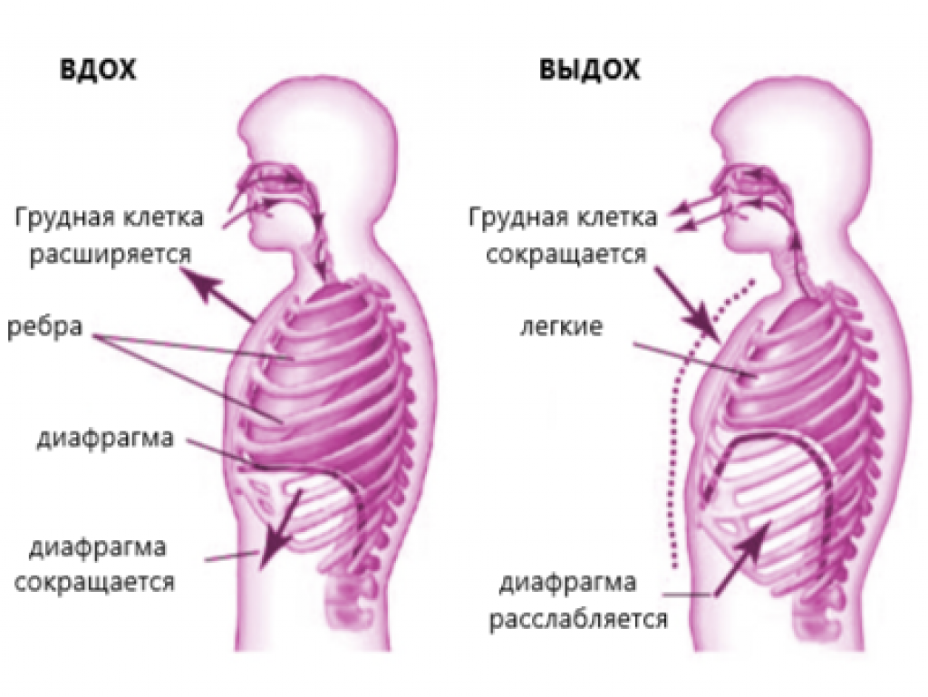 Роль грудной клетки в процессе дыхания. Вдох выдох. Грудная клетка на вдохе и выдохе. Вдох ивыдок грудная клетка. Дыхательные мышцы вдоха и выдоха.
