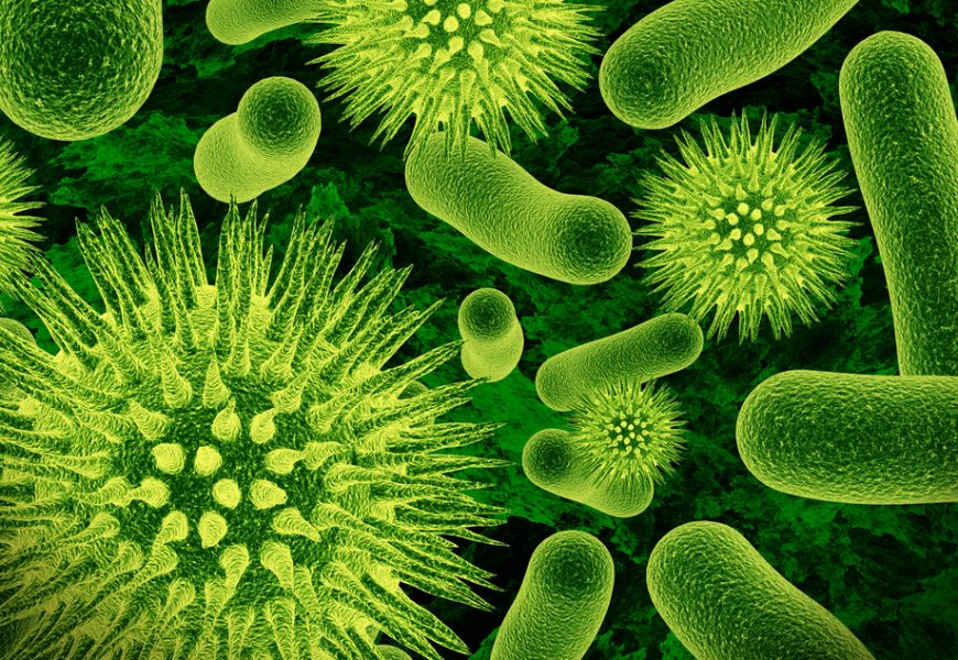 плохие и хорошие бактерии