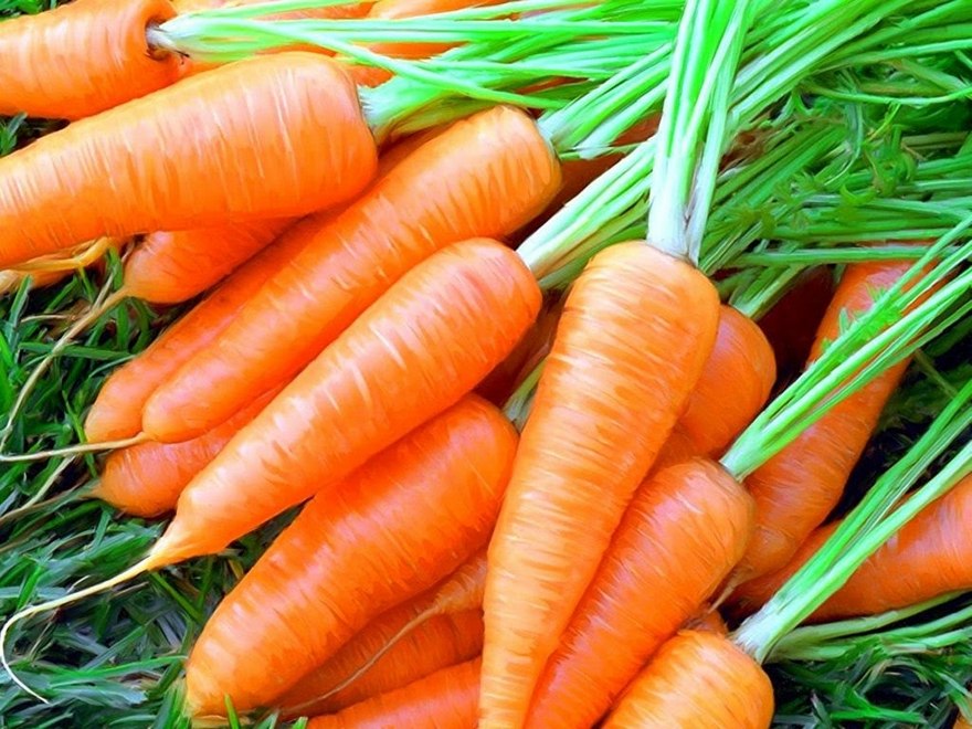 морковь богата бета-каротином