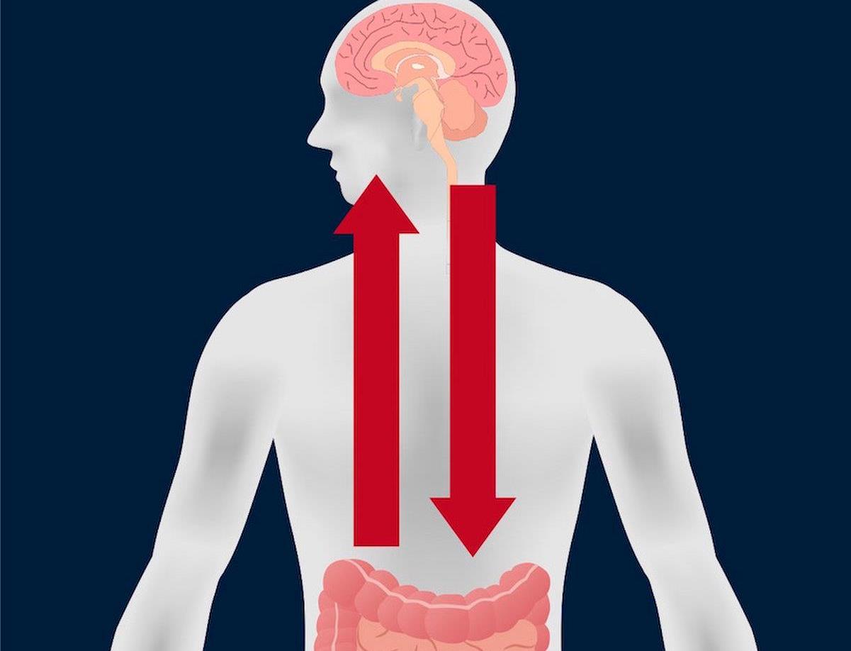 ось: желудок - мозг