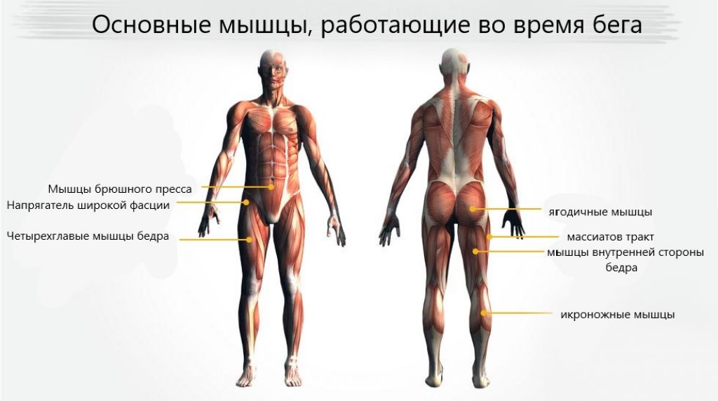 Какие мышцы качаются при беге. Какие мышцы работают при беге. Мышцы задействованные при беге. Какие мыщуы задействованы при беше. Бег группы мышц.