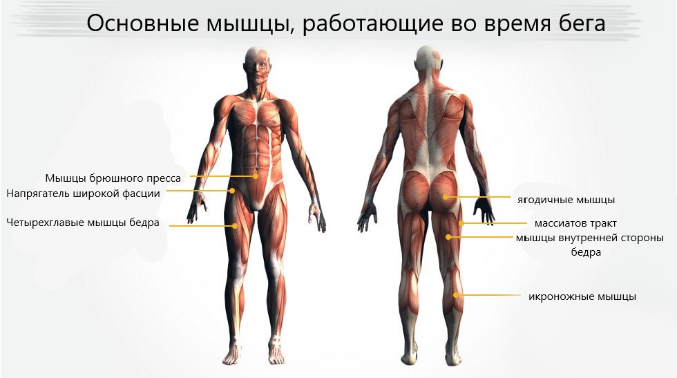 что больше сжигает калории эллипсоид или беговая дорожка. Смотреть фото что больше сжигает калории эллипсоид или беговая дорожка. Смотреть картинку что больше сжигает калории эллипсоид или беговая дорожка. Картинка про что больше сжигает калории эллипсоид или беговая дорожка. Фото что больше сжигает калории эллипсоид или беговая дорожка