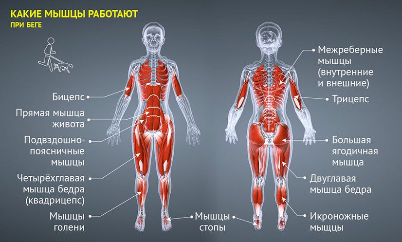 Какие мышцы работают на беговой дорожке