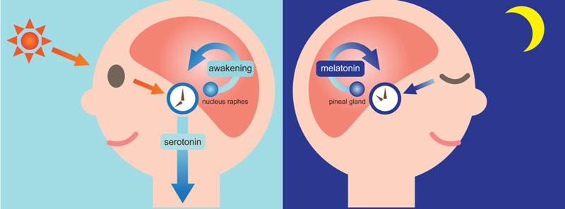 Как работает мелатонин