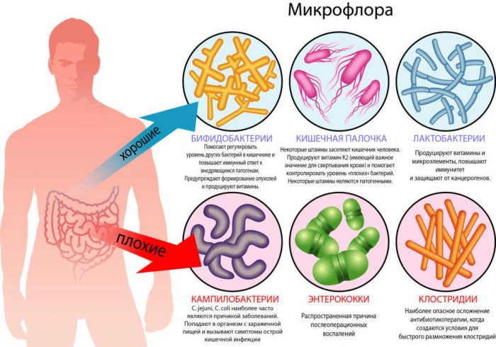 микрофлора кишечника