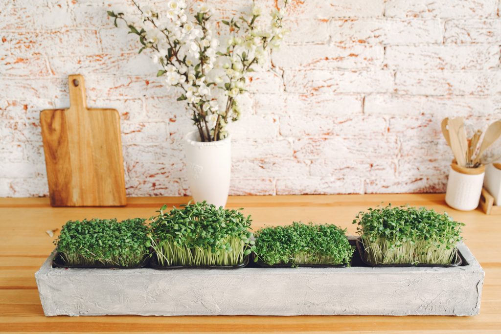 Выращивайте микрозелень дома и улучшайте свое здоровье: советы для начинающих
